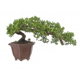 Bonsaï exclusif Juniperus procumbens 20 Ans. Genévrier