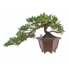 Bonsaï exclusif Juniperus procumbens 20 ans. Genévrier. Semi-cascade