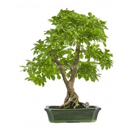 Exclusive bonsai Durantha repens 23 years. Duranta or Geisha Girl