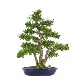 Exclusive bonsai Ligustrum ovalifolium 23 years. Privet