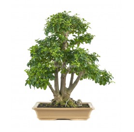 Bonsaï exclusif Ligustrum ovalifolium 23 ans. Henna ou troène