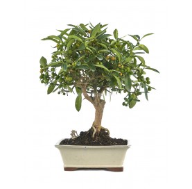 Exklusive Bonsai Citrus kinzu 19 Jahre. Kinzu Zwergorange