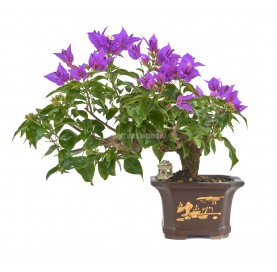 Exklusive Bonsai Bouganvillea glabra 18 Jahre. Bougainvillea. Drillilngsblume