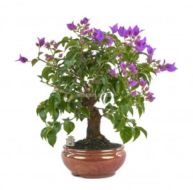 Exklusive Bonsai Bouganvillea glabra 21 Jahre. Bougainvillea. Drillilngsblume