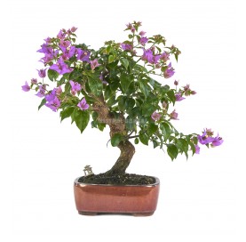 Bonsaï exclusif Bouganvillea glabra 21 Ans. Bougainville