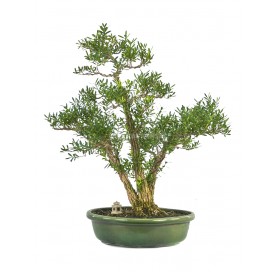 Bonsaï exclusif Buxus harlandii 22 Ans. Buis chinois