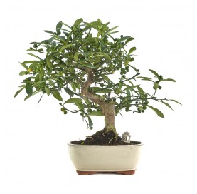 Exklusive Bonsai Citrus kinzu 17 Jahre. Kinzu Zwergorange