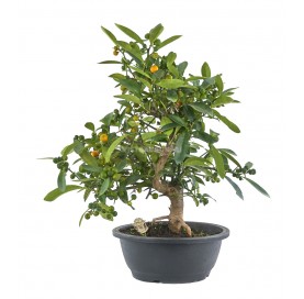 Exclusive bonsai Citrus kinzu 15 years. Hong Kong kumquat or Kinzu