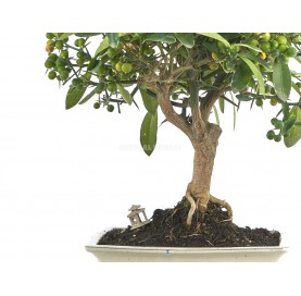 Exklusive Bonsai Citrus kinzu 19 Jahre. Kinzu Zwergorange