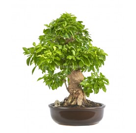 Bonsaï exclusif Durantha repens aurea 20 ans. Vanillier de Cayenne ou Durante