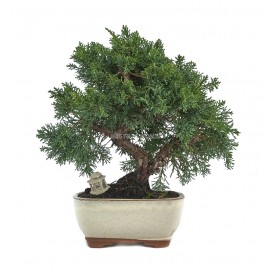 Bonsaï exclusif Juniperus chinensis 16 ans. Genévrier de Chine