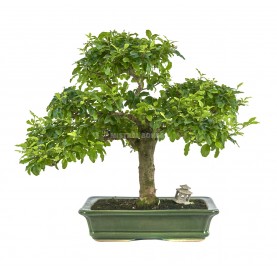 Bonsaï exclusif Ligustrum ovalifolium 17 ans. Henna ou troène