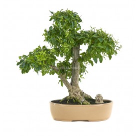 Bonsaï exclusif Ligustrum ovalifolium 18 ans. Henna ou troène