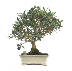 Exclusive bonsai Olea...