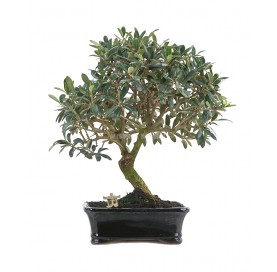 Exclusive bonsai Olea europaea 12 years. Olive tree