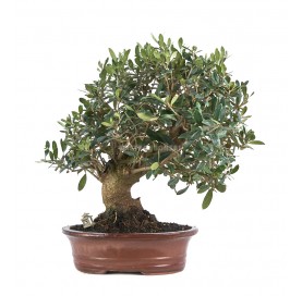 Exclusive bonsai Olea europaea 18 years. Olive tree