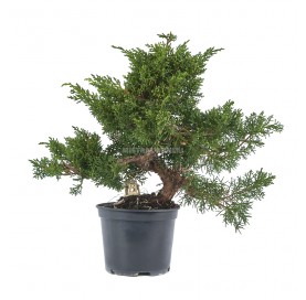 Prebonsaï exclusif Juniperus chinensis kyushu 18 ans. Genévrier de Chine