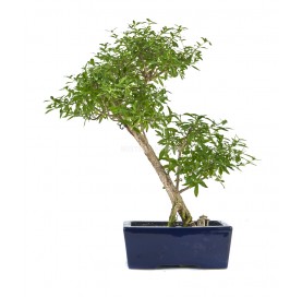 Exklusive Bonsai Serissa phoetida 20 Jahre. Junischnee