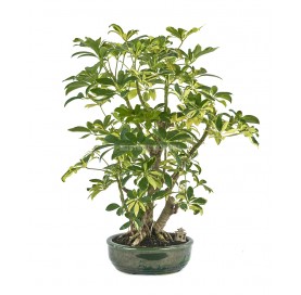 Bonsái exclusivo Schefflera...