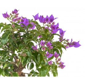 Exklusive Bonsai Bouganvillea glabra 21 Jahre. Bougainvillea. Drillilngsblume