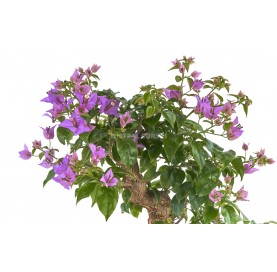 Bonsaï exclusif Bouganvillea glabra 21 Ans. Bougainville