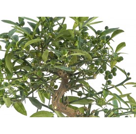 Exclusive bonsai Citrus kinzu 17 years. Hong Kong kumquat or Kinzu