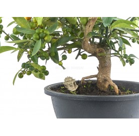 Exklusive Bonsai Citrus kinzu 15 Jahre. Kinzu Zwergorange