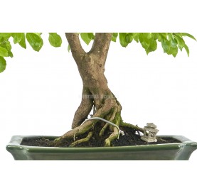 Exclusive bonsai Durantha repens 23 years. Duranta or Geisha Girl