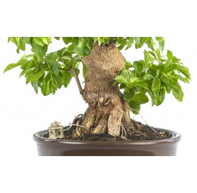 Exclusive bonsai Durantha repens aurea 20 years. Duranta or Geisha Girl.