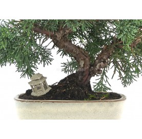 Exclusive bonsai Juniperus chinensis 16 years. Needle juniper