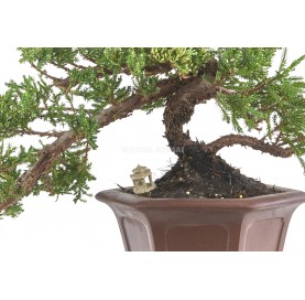 Exclusive bonsai Juniperus procumbens 20 years. Chinese juniper or Needle juniper. Semi cascade