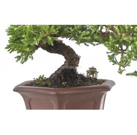 Exclusive bonsai Juniperus procumbens 20 years. Japanese garden juniper. Semi cascade