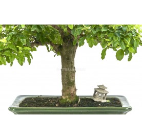 Exclusive bonsai Ligustrum ovalifolium 17 years. Privet