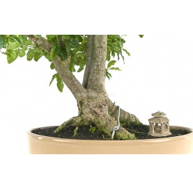 Exclusive bonsai Ligustrum ovalifolium 18 years. Privet