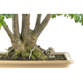 Exklusive Bonsai Ligustrum ovalifolium 23 Jahre. Liguster