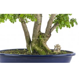 Exclusive bonsai Ligustrum ovalifolium 23 years. Privet