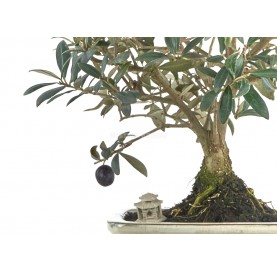 Exklusive Bonsai Olea europaea 12 Jahre. Olivenbaum