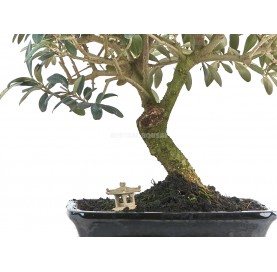 Exclusive bonsai Olea europaea 12 years. Olive tree