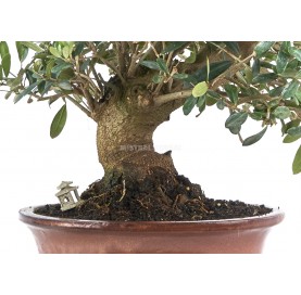 Exclusive bonsai Olea europaea 18 years. Olive tree