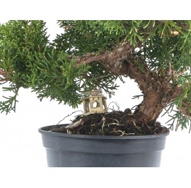 Prebonsaï exclusif Juniperus chinensis kyushu 18 ans. Genévrier de Chine