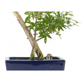 Exklusive Bonsai Serissa phoetida 20 Jahre. Junischnee