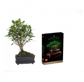 Indoor Bonsai 5 Jahre + Lego Bonsai Pack.