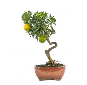 Citrus myrtifolia. Bonsai 8...