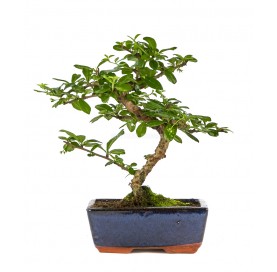 Carmona microphylla. Bonsai...