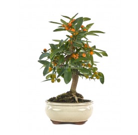 Citrus kinzu. Bonsai 10...