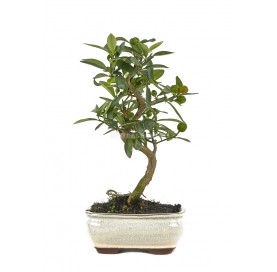 Citrus kinzu. Bonsai 7...