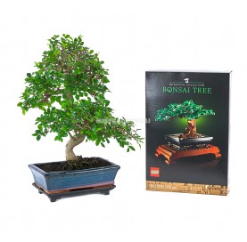 Set Zimmerbonsai 10 Jahre + LEGO Bonsai