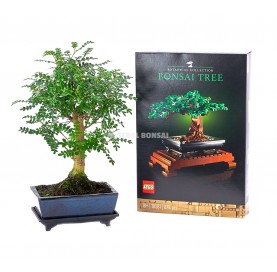 Set Zimmerbonsai 8 Jahre +...