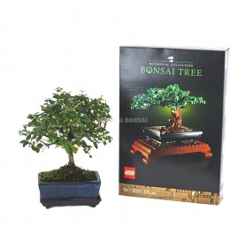 Set Zimmerbonsai 5 Jahre +...