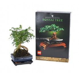 Set Zimmerbonsai 5 Jahre + LEGO Bonsai